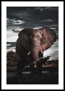 African Elephant-0