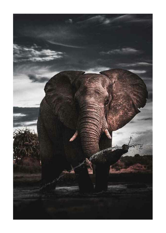African Elephant-1