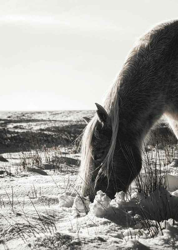 Winter Horse-3