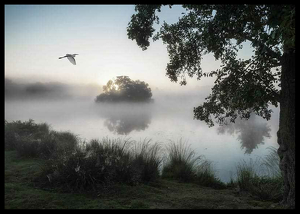 Misty Lake Bird-2