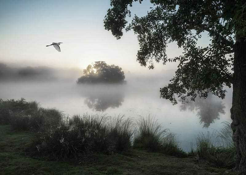 Misty Lake Bird-3