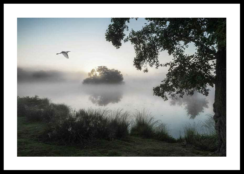 Misty Lake Bird-0