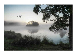 Misty Lake Bird-1