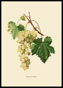 White Grapes-2