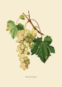 White Grapes-3