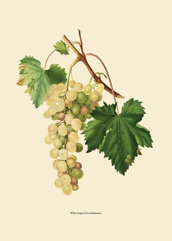 White Grapes-3