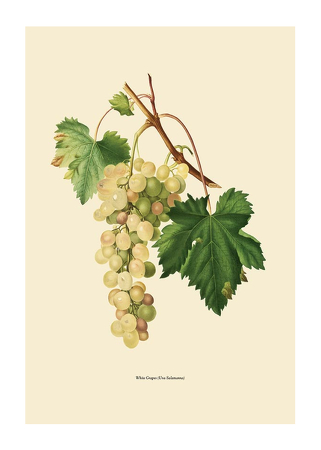 Poster White Grapes