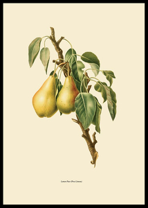 Lemon Pear-2