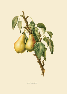 Lemon Pear-3