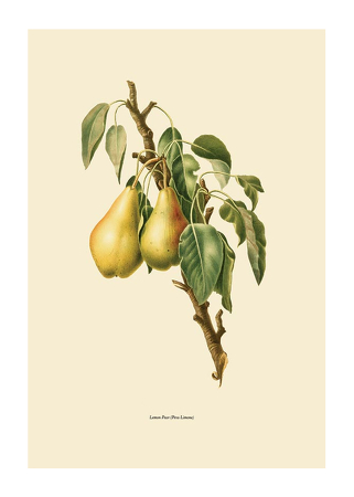Poster Lemon Pear