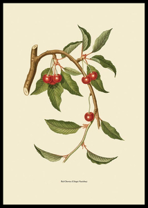 Red Cherries-2