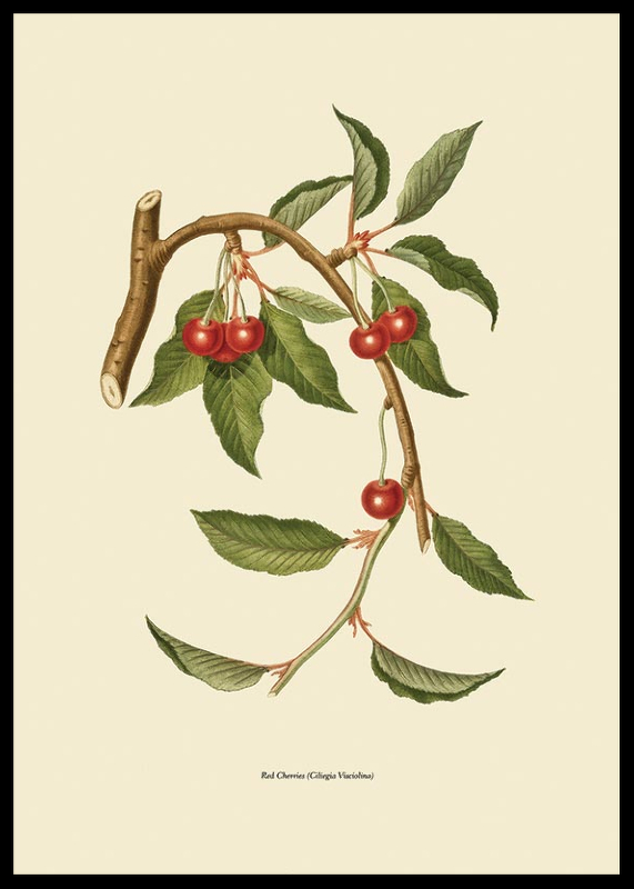Red Cherries-2