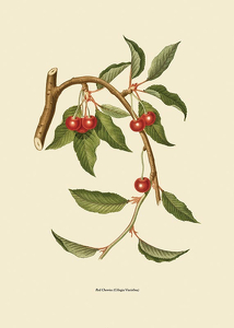 Red Cherries-3