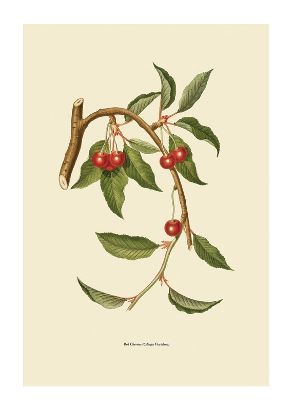 Red Cherries-1