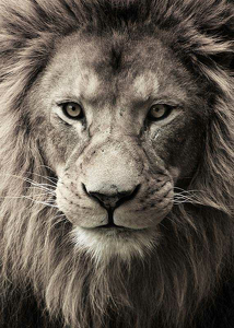 African Lion-3