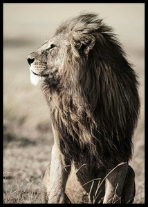 Lion In Profile-2