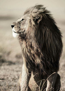 Lion In Profile-3