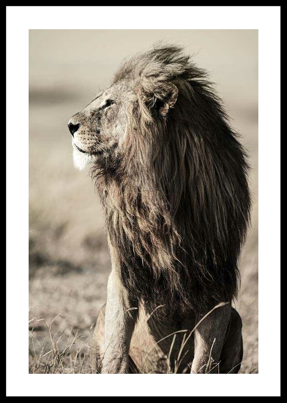 Lion In Profile-0