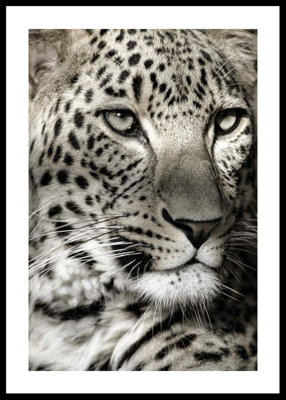 Leopard-0