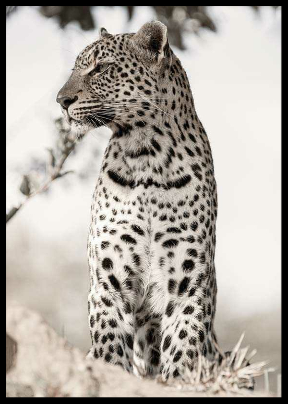 African Leopard-2
