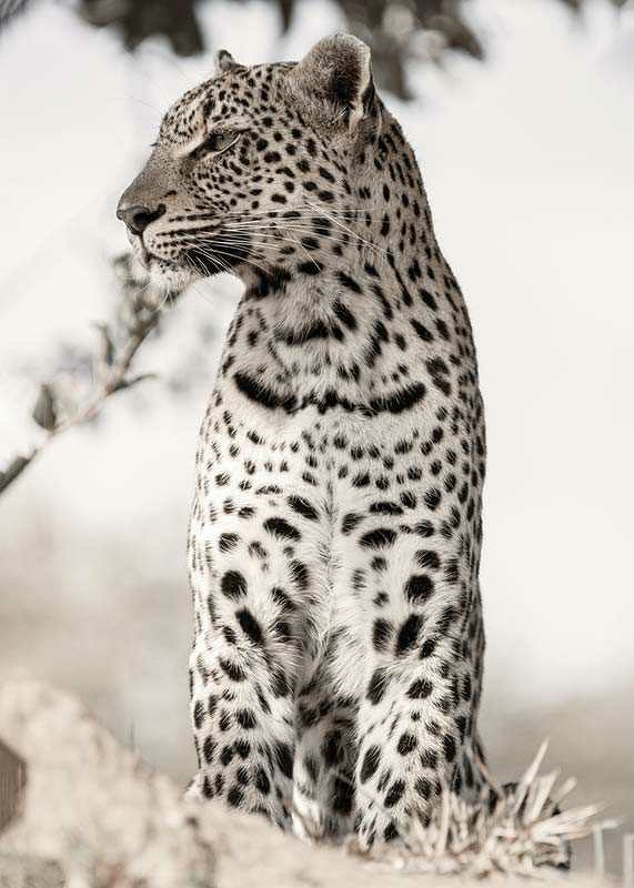 African Leopard-3