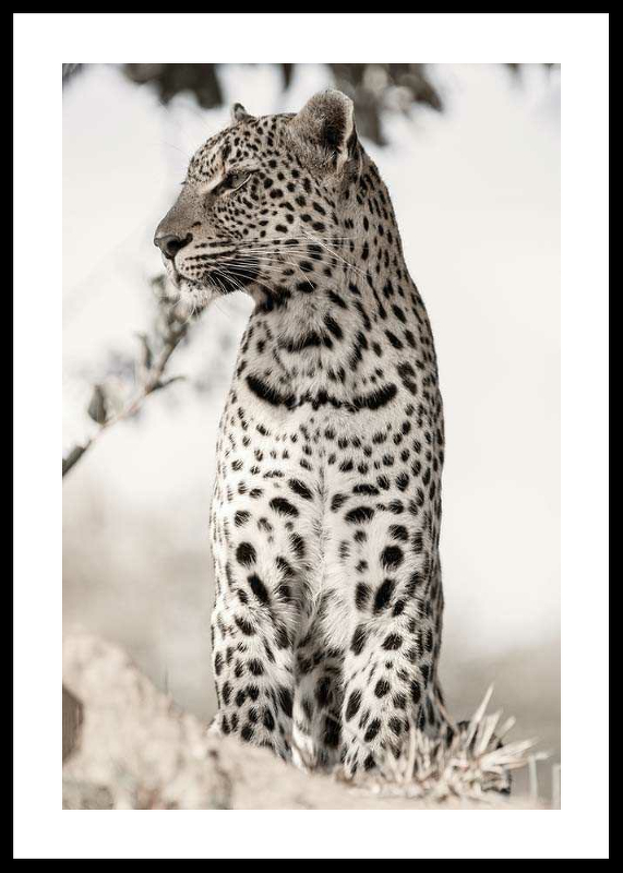 African Leopard-0
