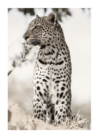 Poster African Leopard