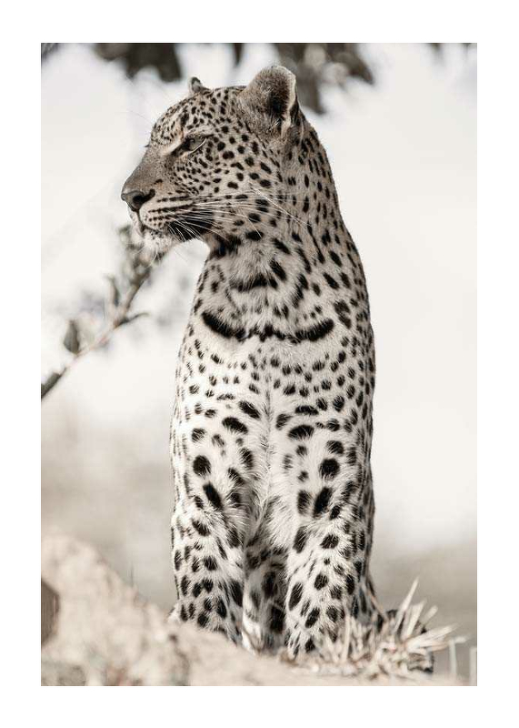 African Leopard-1