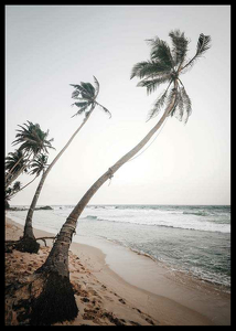 Beach Palm Trees-2