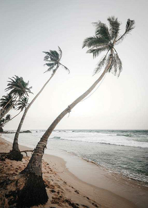Beach Palm Trees-3