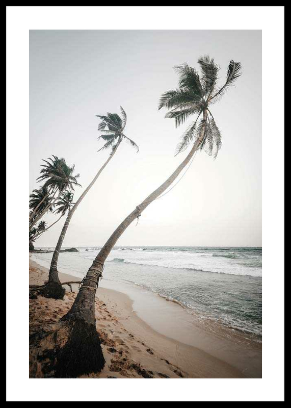 Beach Palm Trees-0