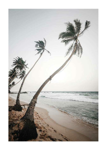 Beach Palm Trees-1