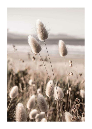 Poster Soft Grass