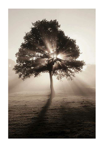 Poster Tree In Sunrise
