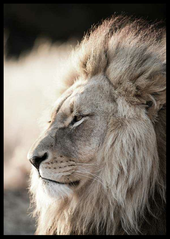 Male African Lion-2