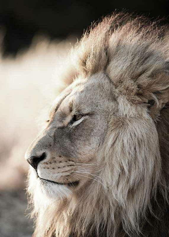 Male African Lion-3