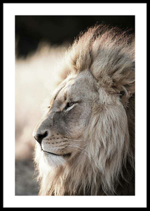 Male African Lion-0