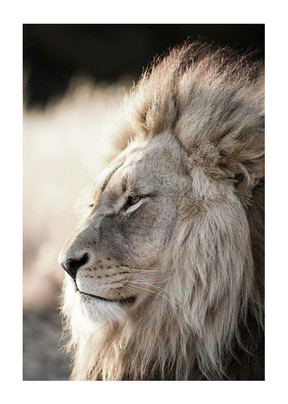 Male African Lion-1