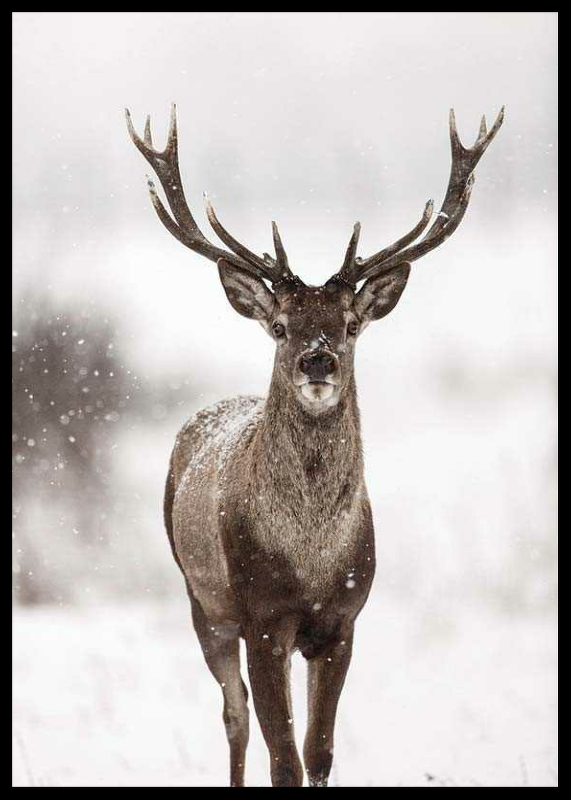 Majestic Red Deer -2