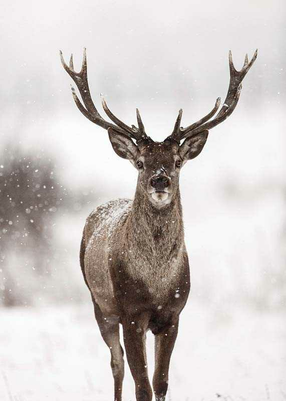 Majestic Red Deer -3