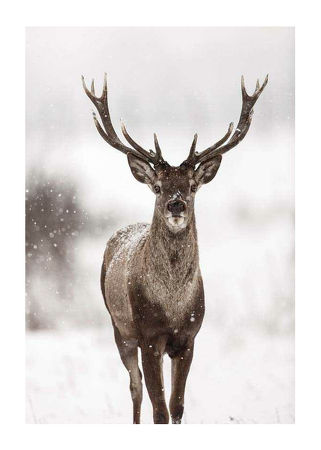 Poster Majestic Red Deer 