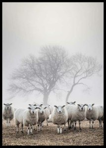 Sheep In Fog-2