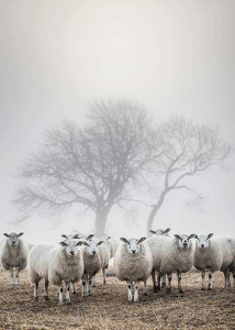 Sheep In Fog-3