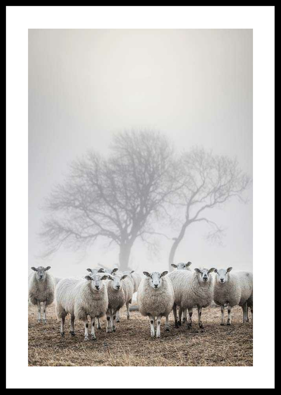 Sheep In Fog-0