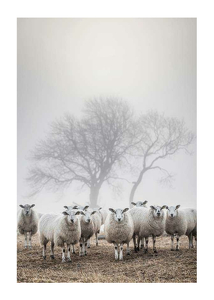 Sheep In Fog-1