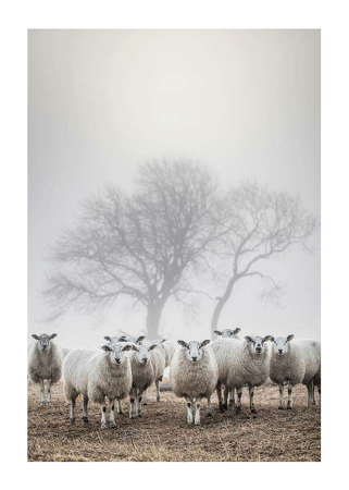 Poster Sheep In Fog