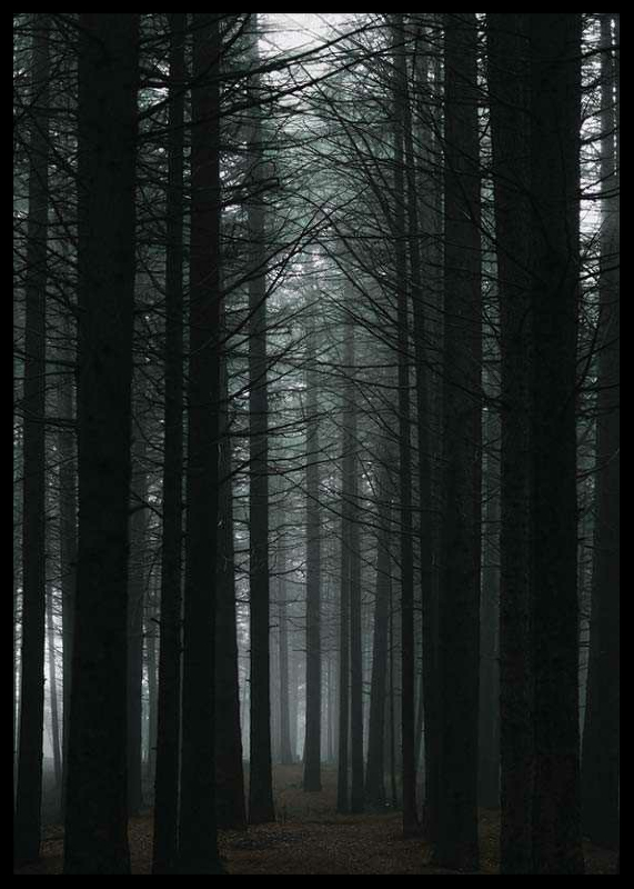 Dark Forest-2