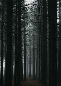 Dark Forest-3