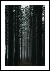Dark Forest-0