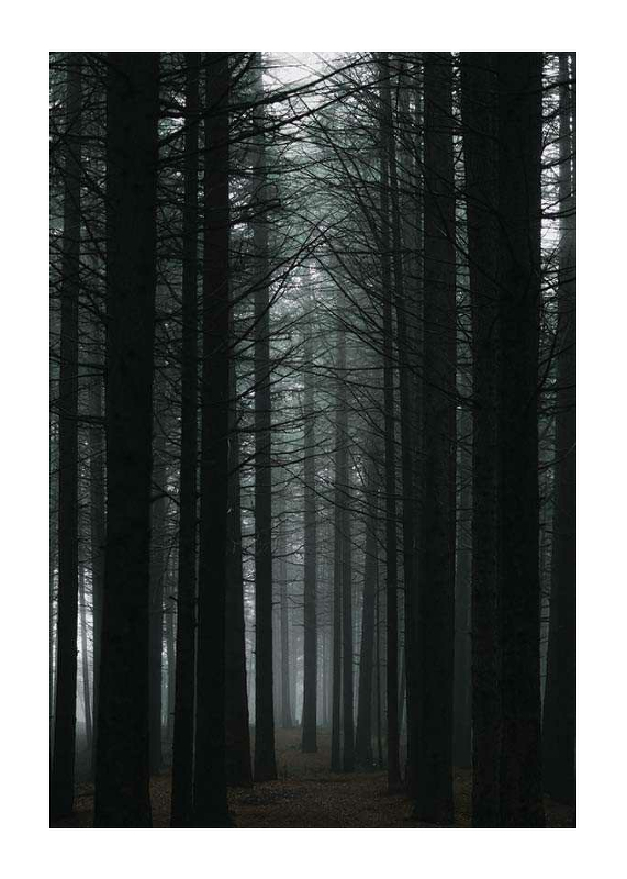 Dark Forest-1